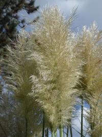 Pampas stříbrný 'Sunningdale Silver' (Cortaderia selloana)