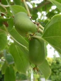 Aktinidie význačná 'Ananaskaja' - větévka s plody (Actinidia arguta)