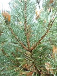 Borovice lesní 'Hibernia' - větévka se šiškou (Pinus sylvestris)