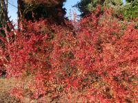 Skalník lesklý - podzimní zbarvení (Cotoneaster lucidus)