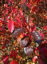 Skalník lesklý - větévky s podzimním listem (Cotoneaster lucidus)