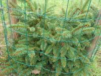 Smrk ztepilý 'Křički' (Picea abies)