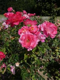 Růže 'Belle de Clermont' - Mnohokvěté růže (Rosa)