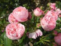 Růže 'Playful Rokoko' - Mnohokvěté růže (Rosa)