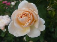 Růže 'Belle Romantica' - Velkokvěté růže (Rosa)