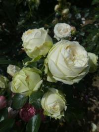 Růže 'Wedding Piano' - Velkokvěté růže (Rosa)