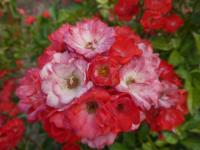 Růže 'Paul Crampel' - Mnohokvěté růže (Rosa)