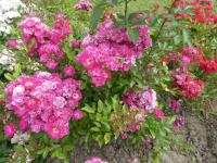 Růže 'Goldlachs' - Mnohokvěté růže (Rosa)