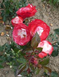 Růže 'Nostalgie' - Velkokvěté růže (Rosa)