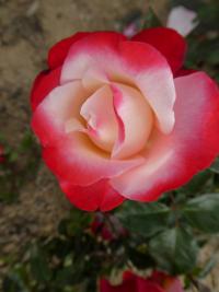 Růže 'Nostalgie' - Velkokvěté růže (Rosa)