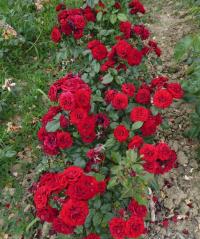 Růže 'Lavaglut' - Mnohokvěté růže (Rosa)