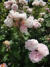 Růže 'Princesse Charlene de Monaco' (Rosa)