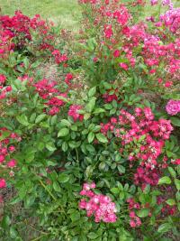 Růže 'Verdun' - Mnohokvěté růže (Rosa)