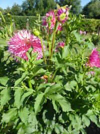 Jiřinka 'Pinelands Princess' - Kaktusovité jiřinky (Dahlia)