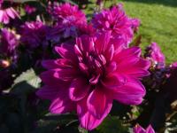 Jiřinka 'Marcel Dassault' - Dekorační jiřinky (Dahlia)