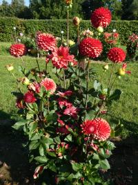 Jiřinka 'Brown Sugar' - Kulovité jiřinky (Dahlia)