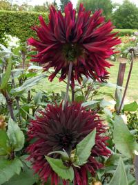 Jiřinka 'Black Jack' - Kaktusovité jiřinky (Dahlia)