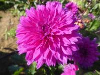 Jiřinka 'Cornwall Island' - Kaktusovité jiřinky (Dahlia)