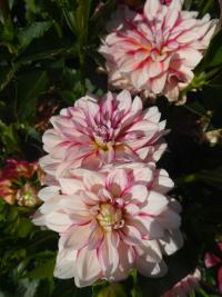 Jiřinka 'Short Track' - Leknínovité jiřinky (Dahlia)