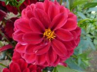 Jiřinka 'Red Fox' - Kulovité jiřinky (Dahlia)