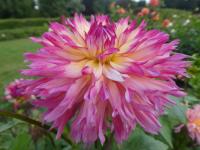 Jiřinka 'Nenekazi' - Třepenité jiřinky (Dahlia)
