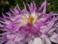 Jiřinka 'Veritable' - Třepenité jiřinky (Dahlia)