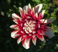 Jiřinka 'Rifka' - Dekorační jiřinky (Dahlia)