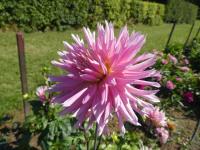 Jiřinka 'Hollyhill Cotton Candy' - Kaktusovité jiřinky (Dahlia)