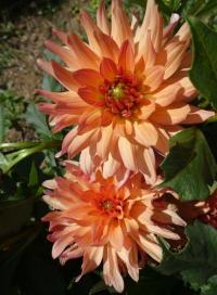 Jiřinka 'Orange Pygmy' - Semikaktusovité jiřinky (Dahlia)