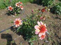 Jiřinka 'Totally Tangerine' - Anemonkovité jiřinky (Dahlia)