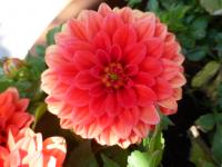 Jiřinka 'Valentin' - Gallery jiřinky (Dahlia)