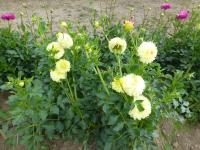 Jiřinka 'Woodside Finale' - Pomponkovité jiřinky (Dahlia)