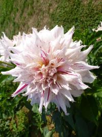 Jiřinka 'Rybnik' - Semikaktusovité jiřinky (Dahlia)