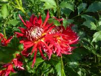 Jiřinka 'Kim Marie' - Třepenité jiřinky (Dahlia)