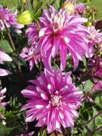 Jiřinka 'Razzle Dazzle' - Orchideokvěté dvojkvěté jiřinky (Dahlia)