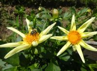 Jiřinka 'Honka' - Orchideokvěté jiřinky (Dahlia)