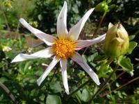 Jiřinka 'Honka fragile' - Orchideokvěté jiřinky (Dahlia)