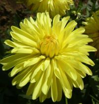 Jiřinka 'Melody Latin' - Dekorační jiřinky (Dahlia)