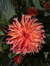 Jiřinka 'City of Alkmaar' - Kaktusovité jiřinky (Dahlia)