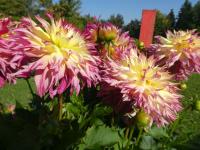 Jiřinka 'Caproz Josephine' - Třepenité jiřinky (Dahlia)