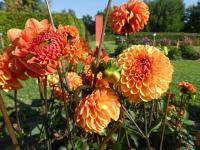 Jiřinka 'American Sunset' - Dekorační jiřinky (Dahlia)