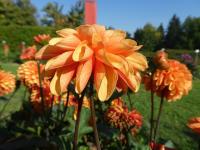 Jiřinka 'American Sunset' - Dekorační jiřinky (Dahlia)