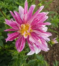 Jiřinka 'Pink Giraffe' - Orchideokvěté dvojkvěté jiřinky (Dahlia)