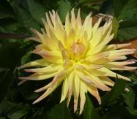 Jiřinka 'Cabana Banana' - Kaktusovité jiřinky (Dahlia)