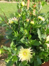 Jiřinka 'Cabana Banana' - Kaktusovité jiřinky (Dahlia)