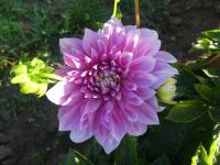 Jiřinka 'Lavender Perfection' - Dekorační jiřinky (Dahlia)
