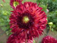 Jiřinka 'Aiyana' - Třepenité jiřinky (Dahlia)