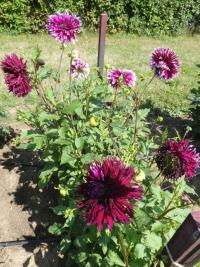 Jiřinka 'Alauna Clair Obscur' (Dahlia)