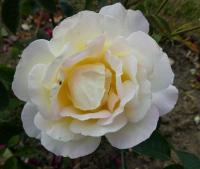 Růže 'Garden Party' - Velkokvěté růže (Rosa)