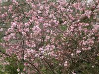 Kalina vonná (Viburnum farreri)